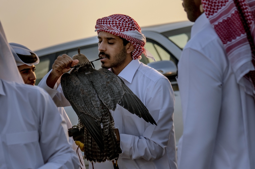 A falconer puts a cap back on his bird after training outside of Al Khor, Qatar, on Dec. 3, 2022.  (Erin Schaff/The New York Times)