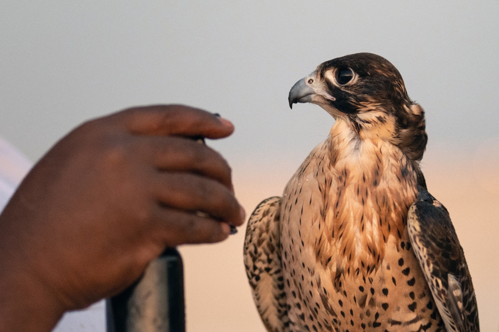 A falcon is sprayed with water so it doesnt become dehydrated during training outside of Al Khor, Qatar, on Dec. 3, 2022. (Erin Schaff/The New York Times)