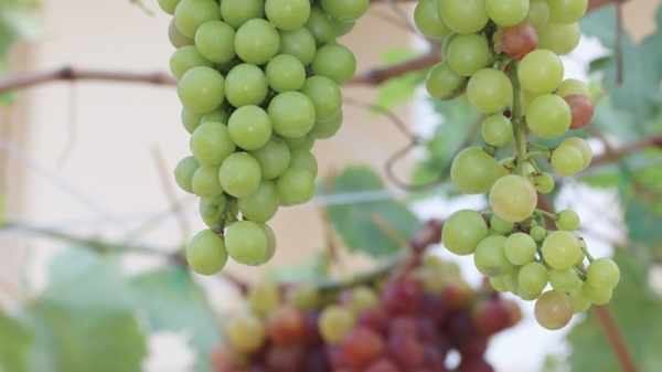 An ode to farming: Oman's Harvest Festival 2023 - Vimarsana News
