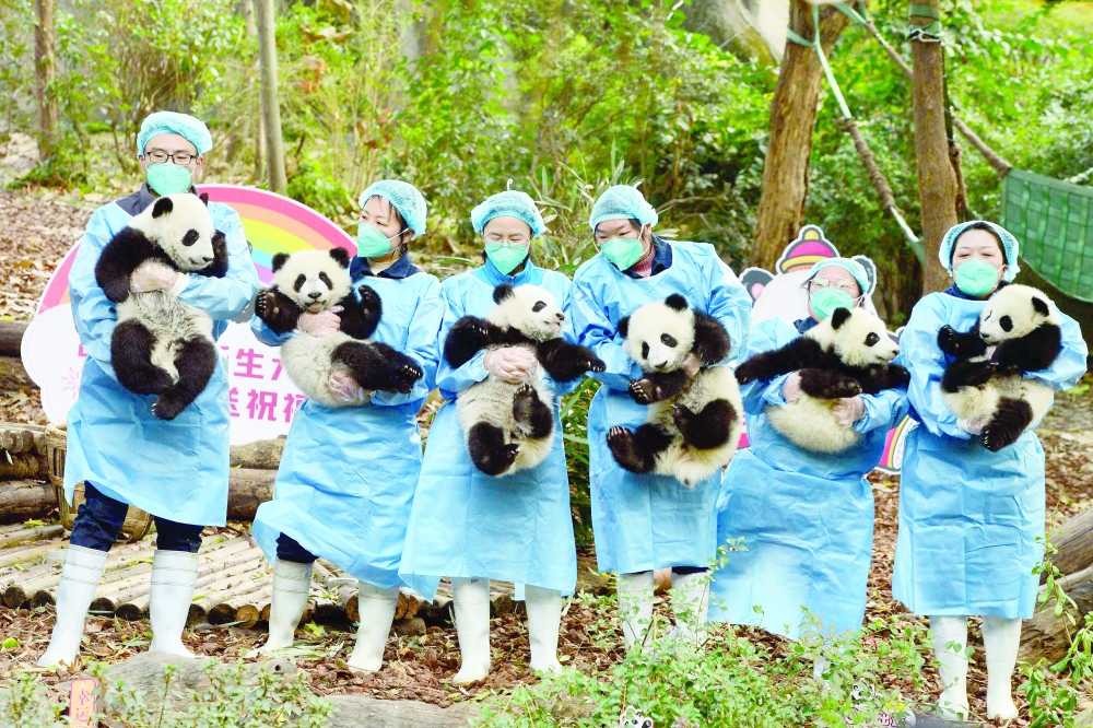 Panda keepers hold cubs while posing for photos ahead of the new year at the Chengdu Research Base of Giant Panda Breeding in Chengdu on Thursday. -- AFP