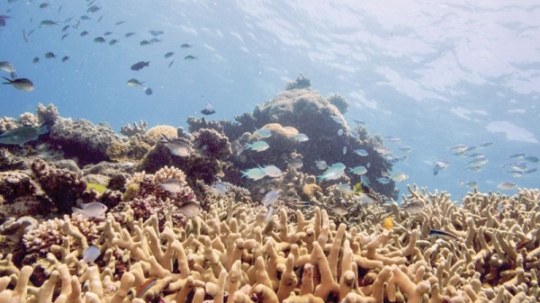 Scientists freeze Great Barrier Reef coral in world-first trial - Vimarsana News