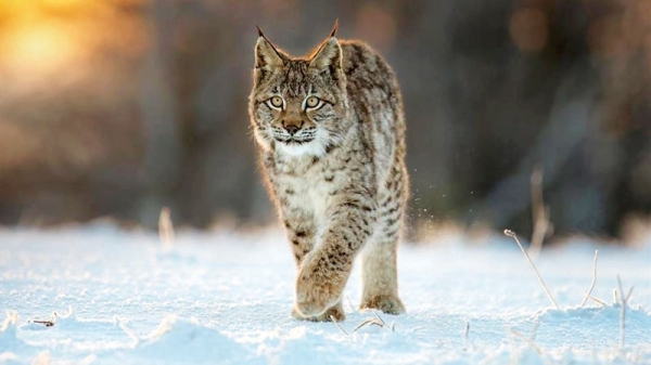 Extinction crisis puts 1 million species on the brink - Vimarsana News