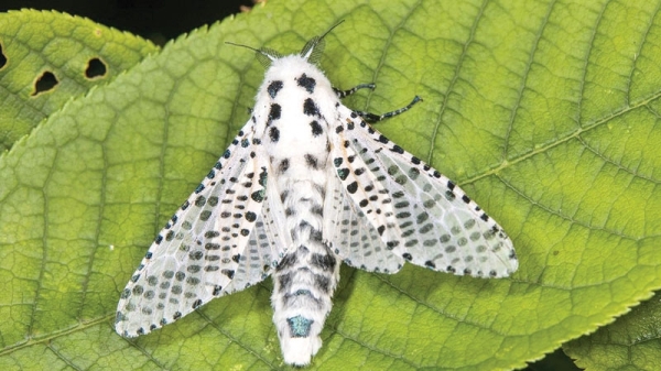Change in insect populations in Finland due to global warming - Oman ...