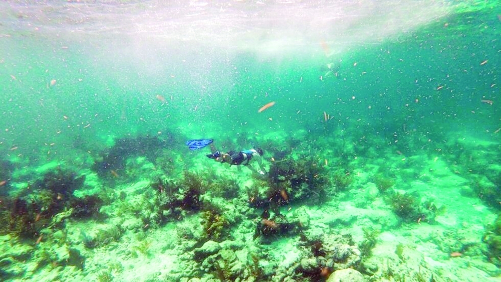 A tourist snorkels over dead coral on the ocean bed in near Key Largo, Florida. -- AFP