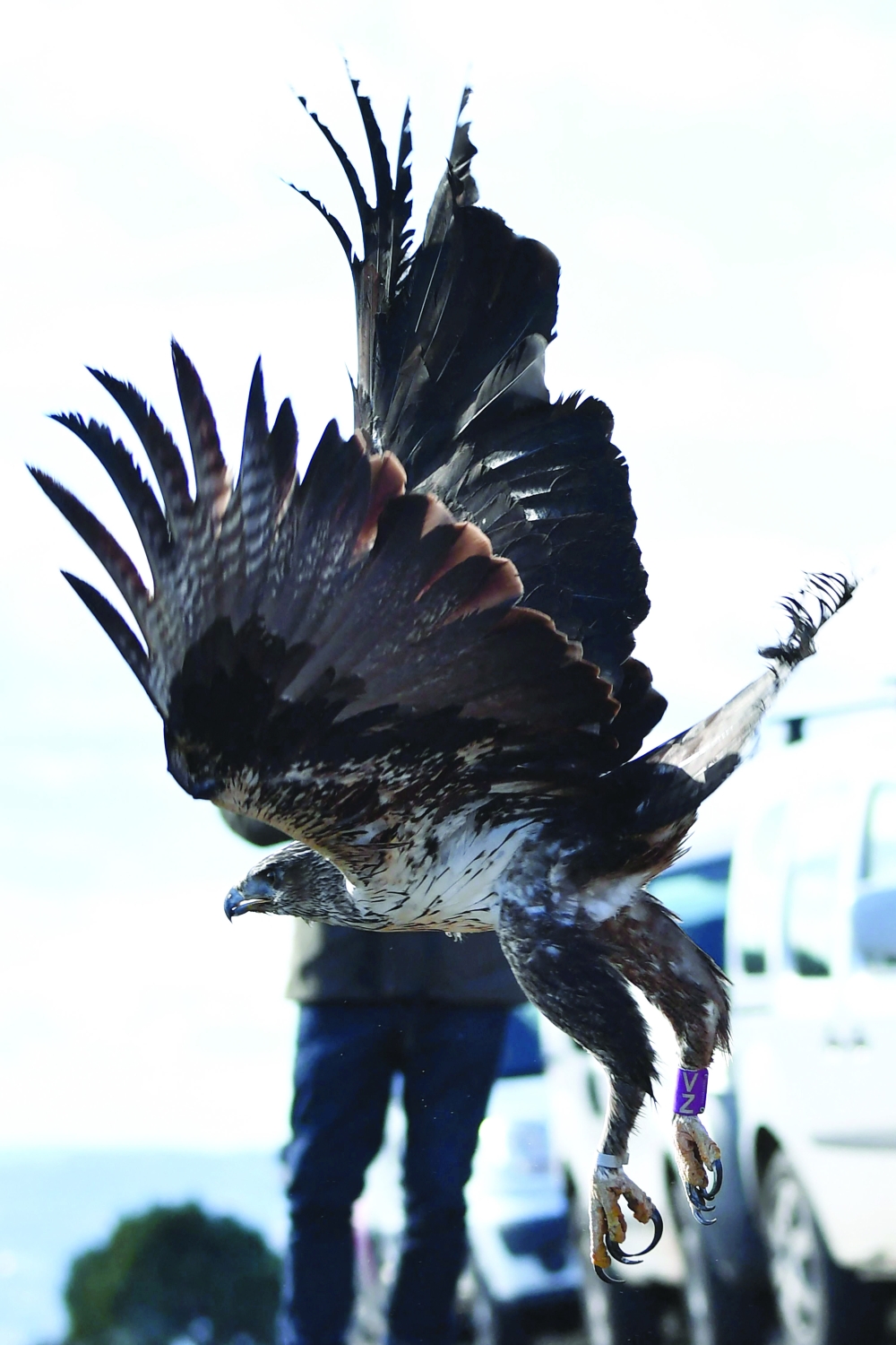 Agents from the League for the Protection of Birds (LPO) release a female Bonelli's eagle in Arboras, in the Herault department in southern France, on Thursday.  This adult female was found at the end of September, wounded by 7 shotgun pellets which caused severe inflammation on the joint of the wing, preventing her from flying. It took more than three months of care by LPO agents and the re-education of the bird to fly before releasing her. This species is classified as critically endangered in the Occitanie region and in the PACA region with only 44 couples in France and 8 in Herault. -- AFP