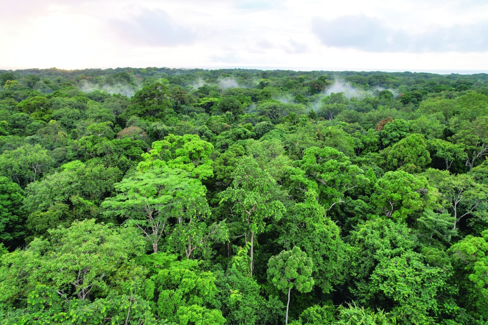 Aerial view of Gabonese rainforest. To date, almost all successful CO2 removal has been achieved through measures like planting trees and better managing soils. -- Reuters