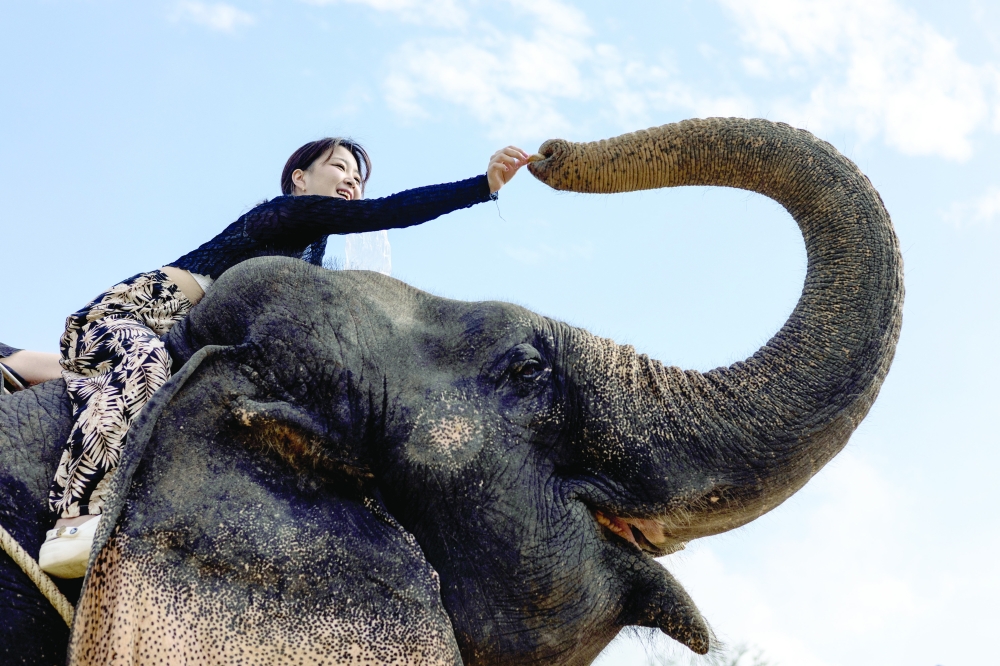 A Japanese tourist rides on an elephant in a jungle park on the eve of Lunar New Year in Phuket. -- Reuters
