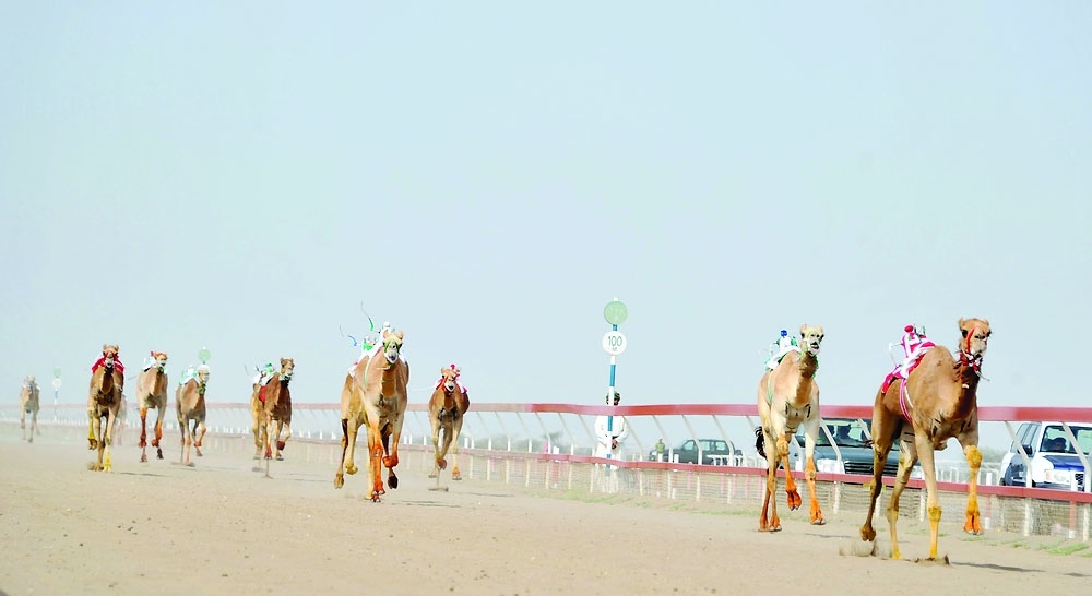 the annual festival of camel racing