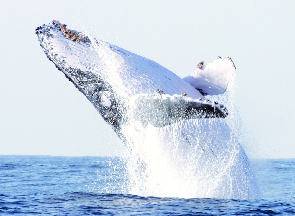 FILE PHOTO: A humpback whale breaches off South Africa's Kwa-Zulu Natal South Coast, July 9, 2004. An estimated ..