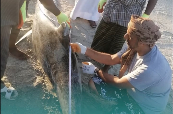 One Risso's dolphin dies as seven recused in Dhofar: EA - Vimarsana News