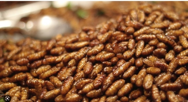 Sale of insect-based food products not allowed in Oman - Vimarsana News
