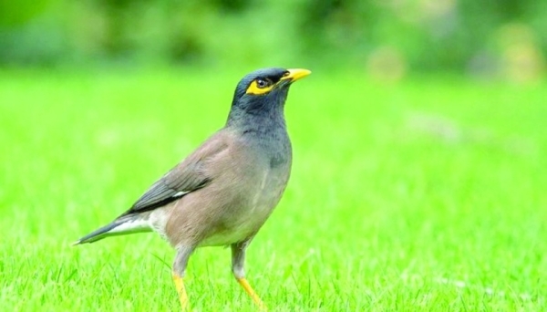 EA eliminates more than 35,000 invasive birds in Dhofar - Vimarsana News
