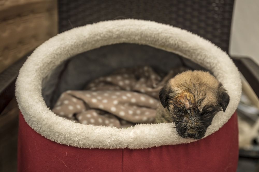 A wounded puppy at a field hospital in Antakya, in the hard-hit Hatay province of Turkey, on Friday, Feb. 10, 2023. (Sergey Ponomarev/The New York Times)