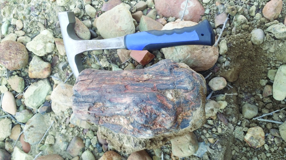 Pine Wood Fossil