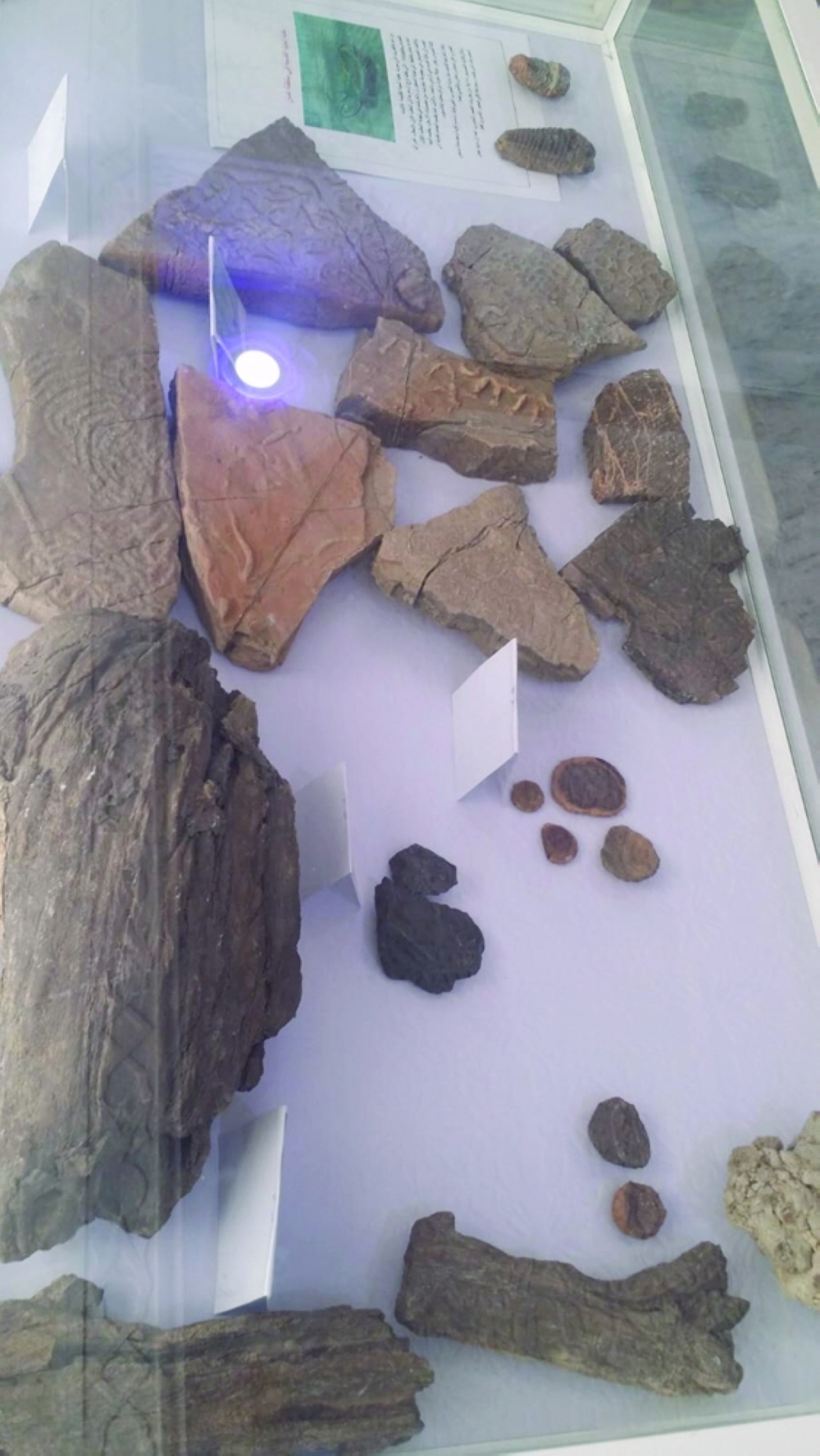 Fossils, rocks at Majid's Museum (3)