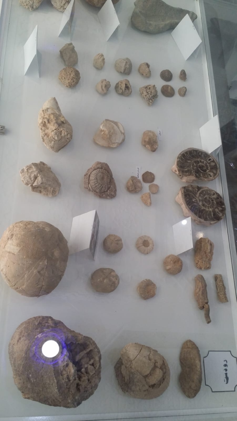 Fossils, rocks at Majid's Museum (5)