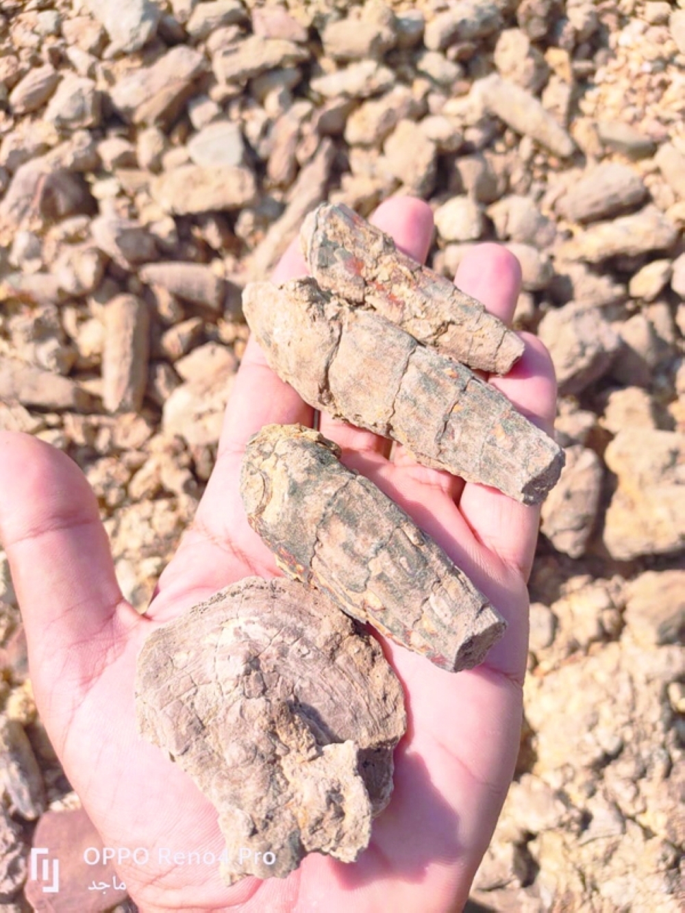 Fossil dating back to Cretaceous period