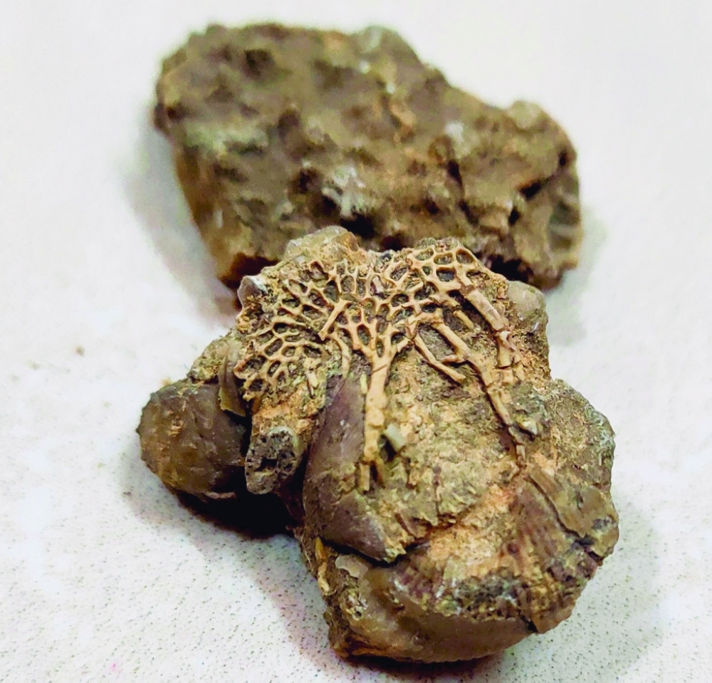 Type of coral reef dating back to the Permian period