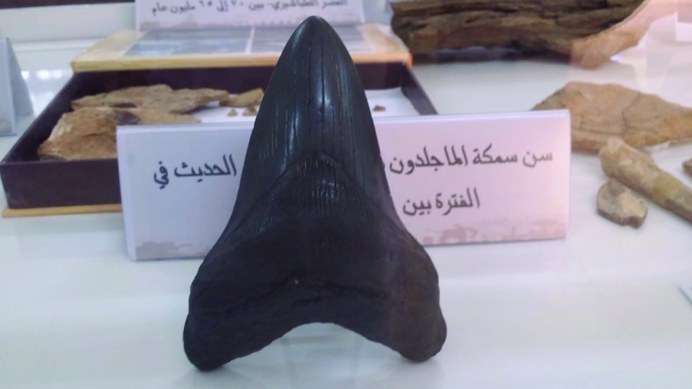 Fossils, rocks at Majid's Museum (7)