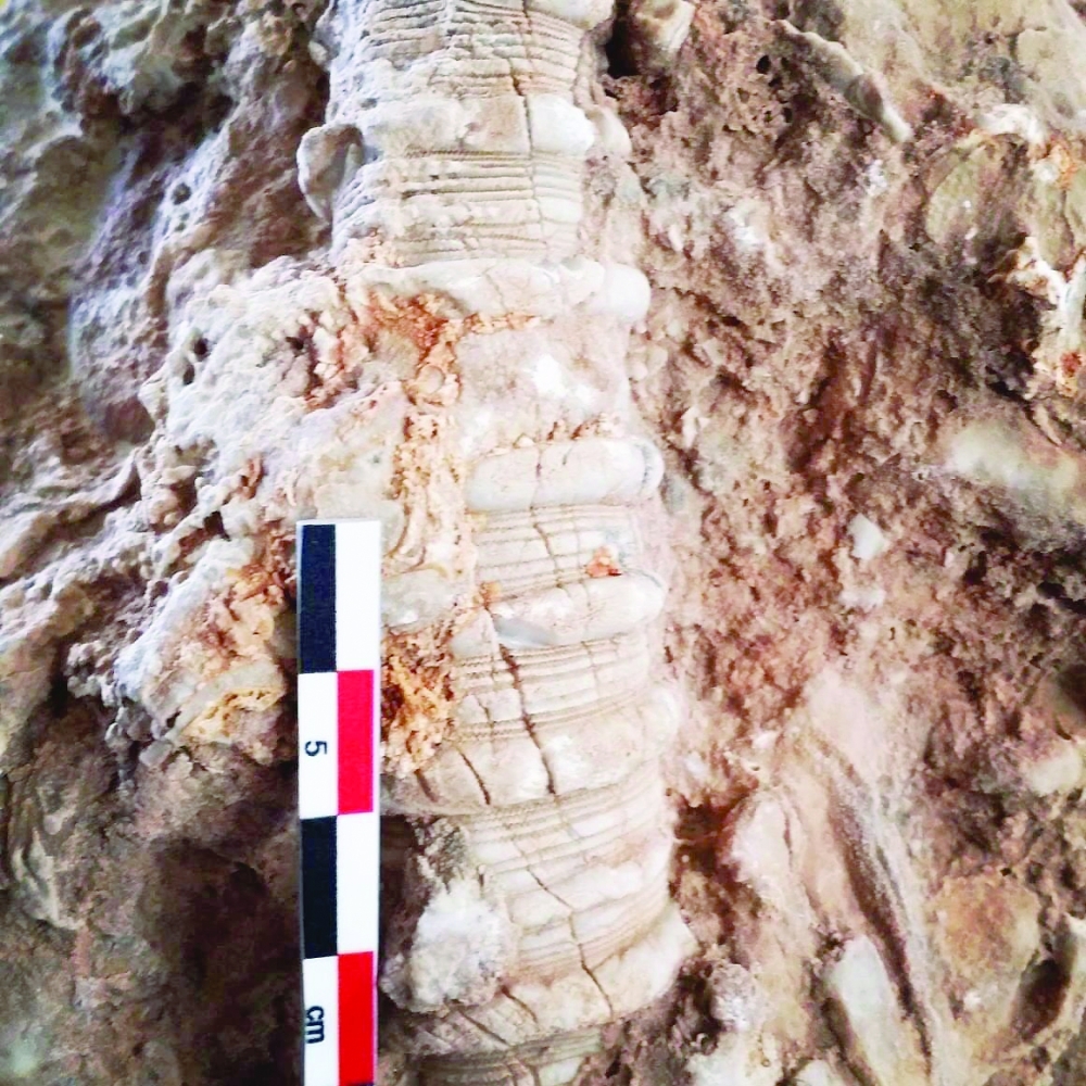 Seaweed called sea lily