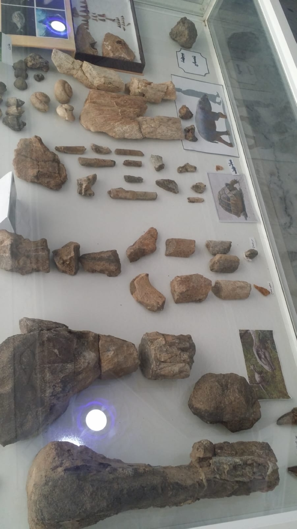 Fossils, rocks at Majid's Museum (2)