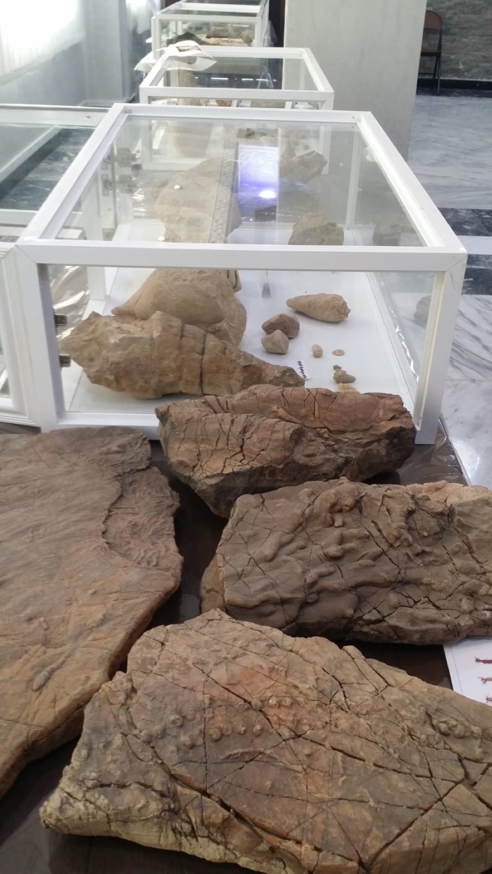 Fossils, rocks at Majid's Museum (1)