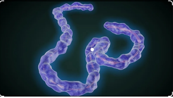 Equatorial Guinea says 9 dead in Marburg outbreak - Vimarsana News