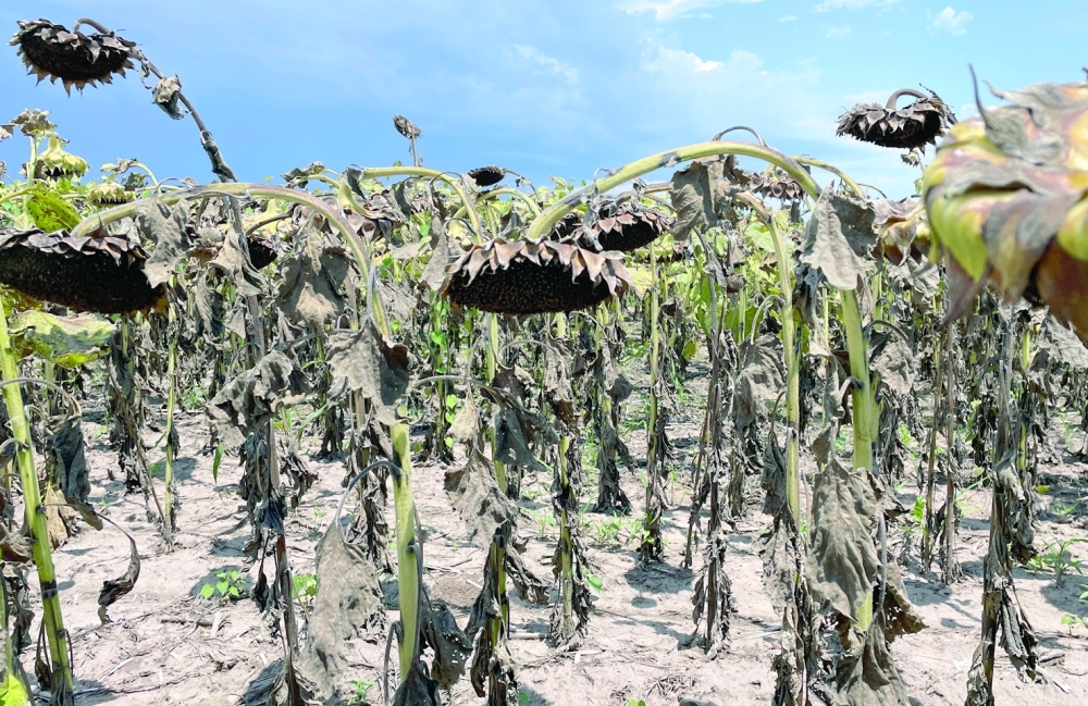 Dried sunflowers are seen on a farm, amid Argentina's worst drought in sixty years, in Tostado, northern Santa Fe Argentina February 8, 2023. REUTERS/Miguel Lo Bianco