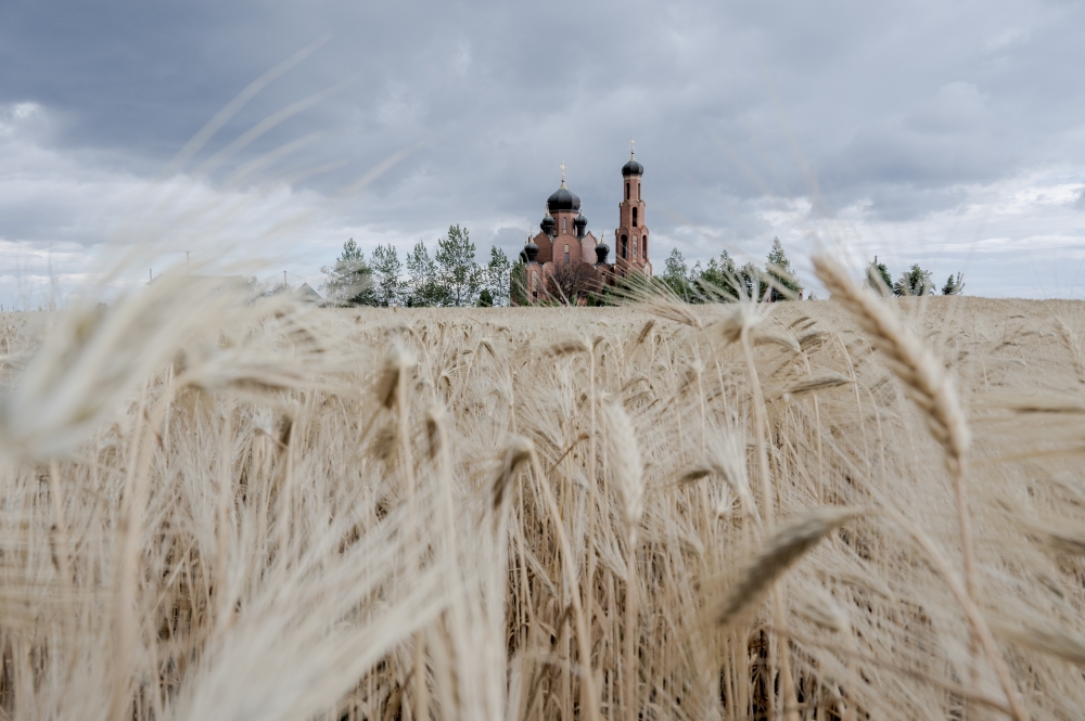 A barley field in Odesa, Ukraine, June 24, 2022. (Laetitia Vancon/The New York Times) 