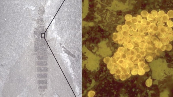 Scientists find pollen-covered insects from 280 million years ago ...