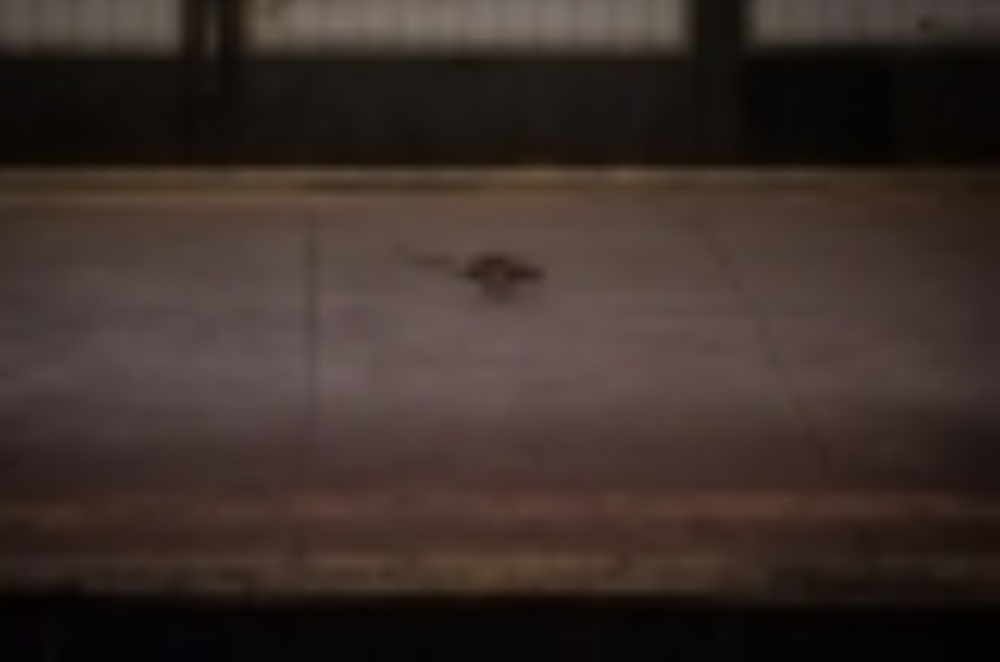 A rat runs along a platform of a subway station in New York, June 15, 2015. (Michael Appleton/The New York Times)