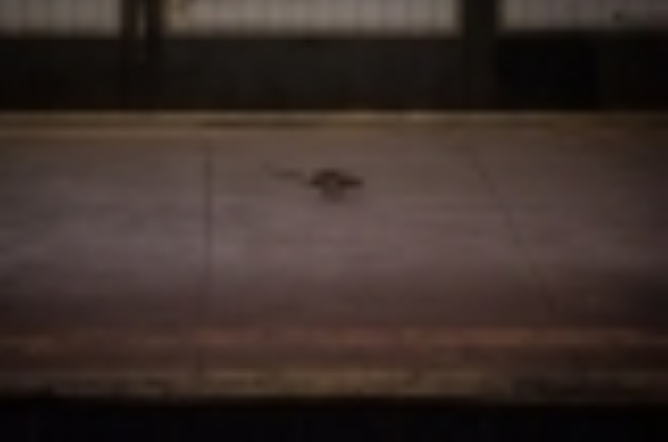 Is there an ethical way to kill rats? - Vimarsana News