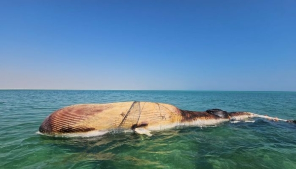 Dead whale washes ashore in Al Wusta - Vimarsana News