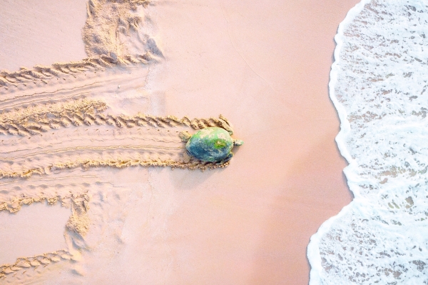 Oman remains to be a great destination for sea turtles experience - Vimarsana News