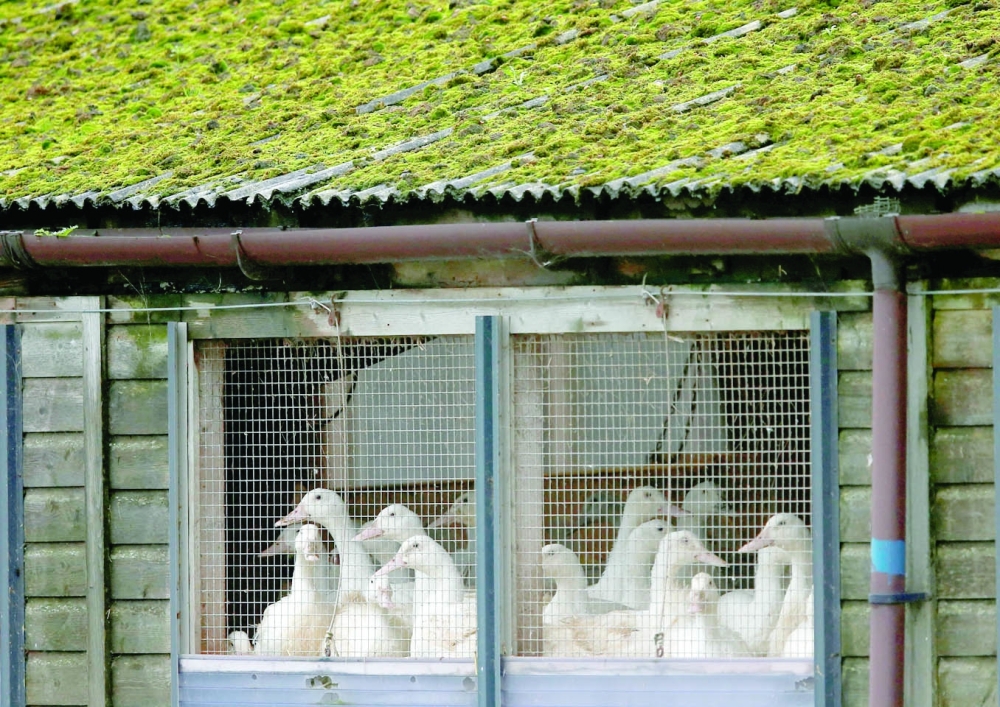 Ducks in cages are seen at a duck farm in Nafferton, Britain. - Reuters File
