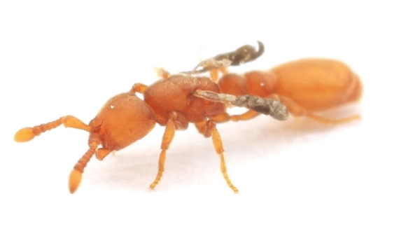Mutant, parasitic impostor queens lurk in ant colonies - Vimarsana News