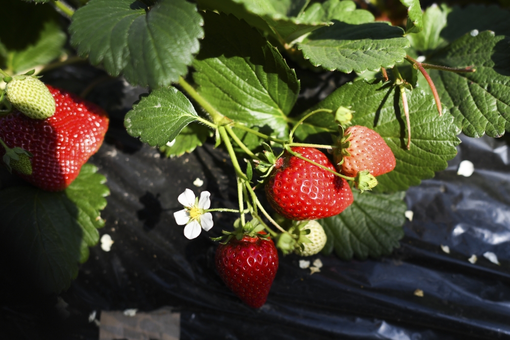 Tochiaika strawberries at the strawberry research institute in Tochigi Prefecture, Japan on Feb. 21, 2023. (Noriko Hayashi/The New York Times)