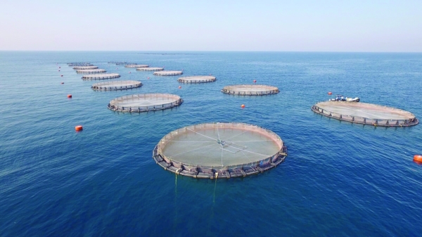 Oman attracts RO 79 million worth of investments in fish farming sector in 2022 - Vimarsana News