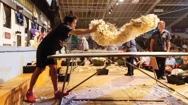 New Zealand wool handling ace is a G.O.A.T. among sheep - Vimarsana News