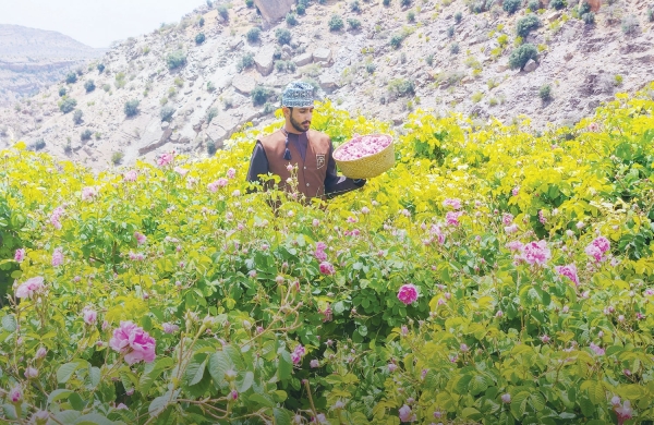 Five frequently asked questions about Al Jabal Al Akhdhar's rose harvest season - Vimarsana News