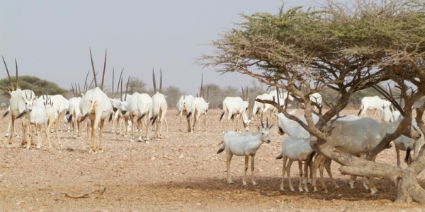 Conserving Arabian Oryx as a major identity of Oman's natural history - Vimarsana News