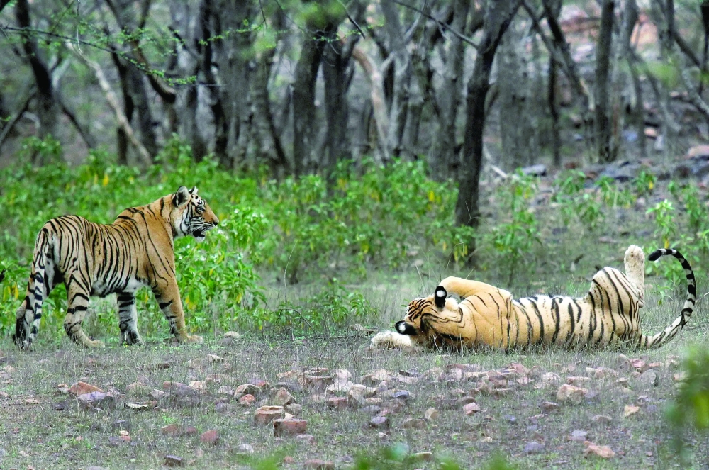 Tigers at the Ranthambore National Park in Sawai Madhopur, India, in 2015.
 