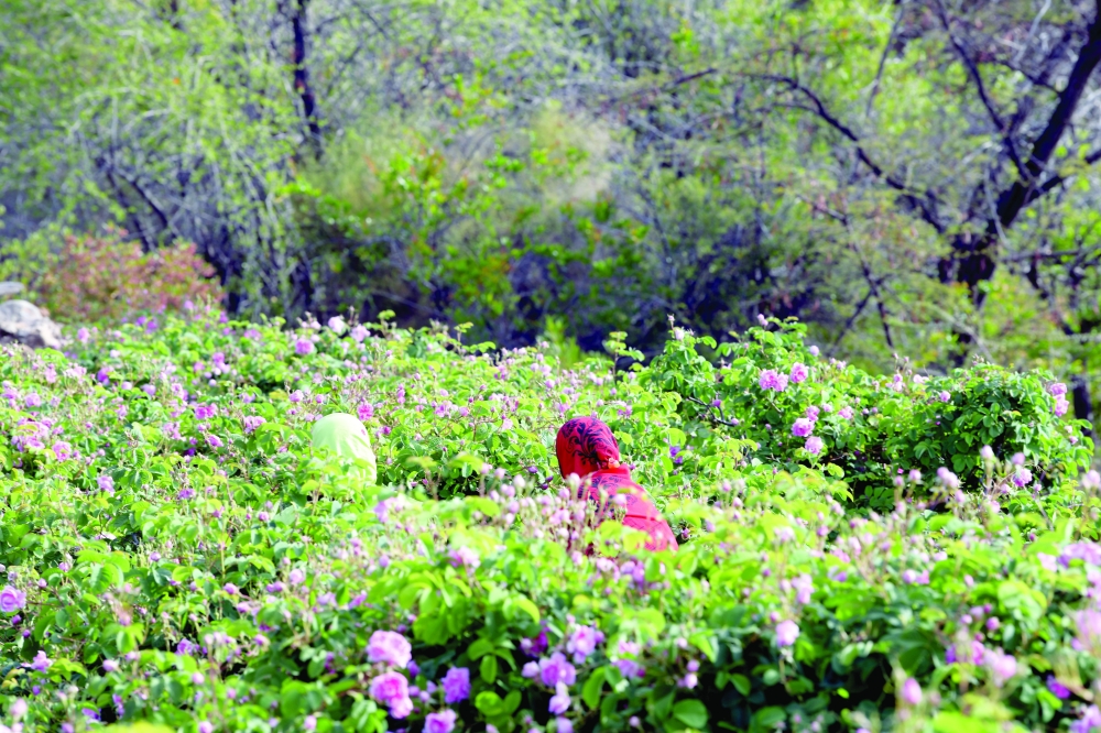 ​​​​​​​Photos : Shamsa al Harthi