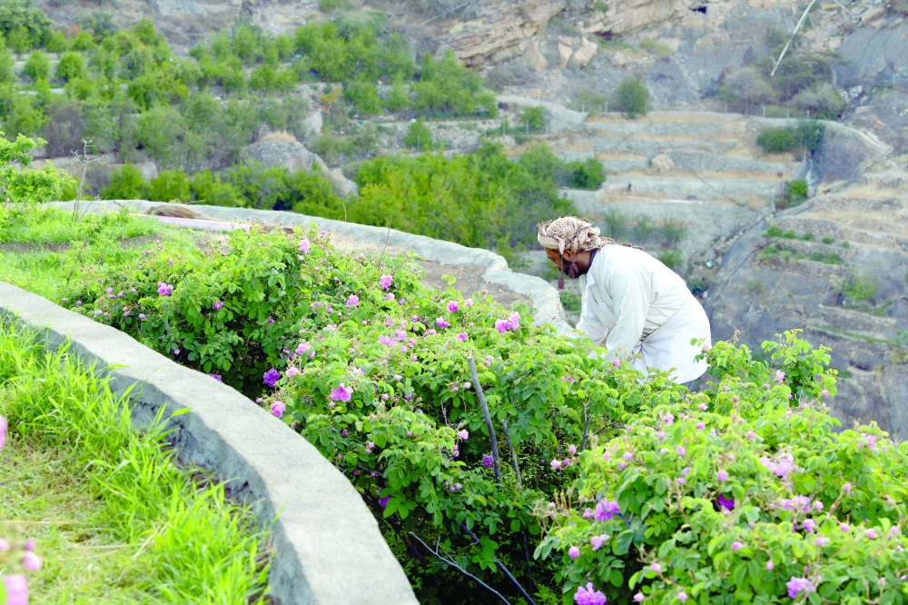 ​​​​​​​Photos : Shamsa al Harthi