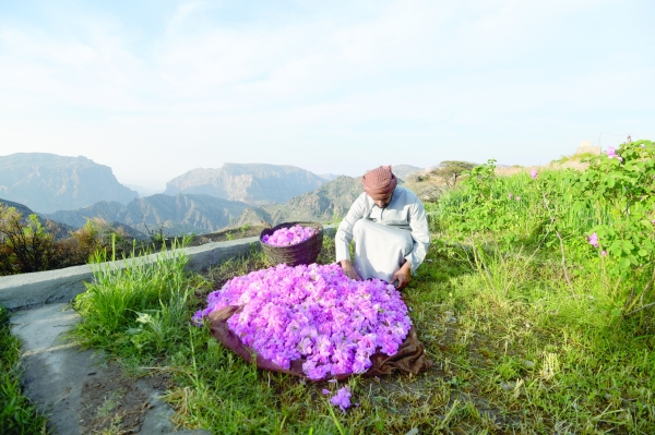 When the rose industry meets tourism in Jabal Al Akhdhar - Vimarsana News