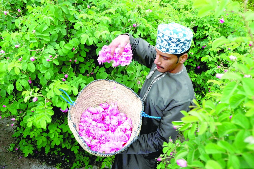 A farmer picks roses during harvest season in Al Jabal Al Akhdhar mountain.