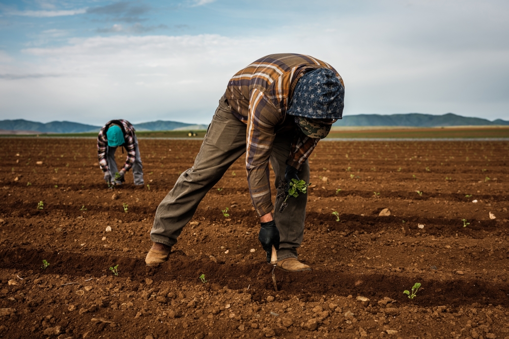 Farmworkers plant cantaloupe seedlings at Joe Del Bosques fields near Oro Loma, Calif., April 17, 2020. (Max Whittaker/The New York Times)