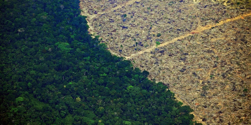 Forests cover 31 per cent of the Earth’s land surface.