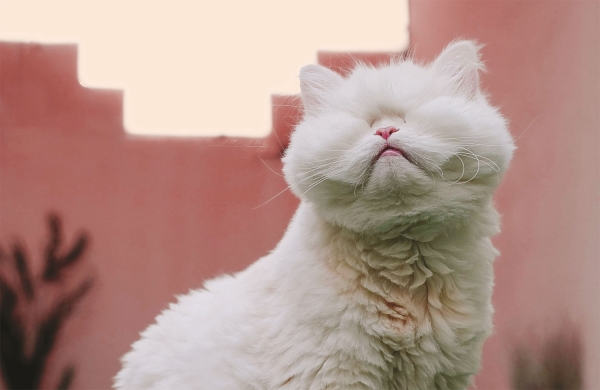 This white cat has more than 1 million followers on social media - Vimarsana News