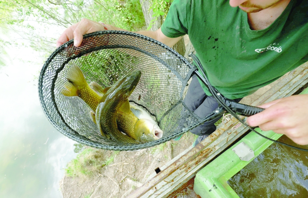 A worker sets free some native fish species to another location due to the low water level of the River Onyar, in Girona, Spain, on Wednesday. -- Reuters